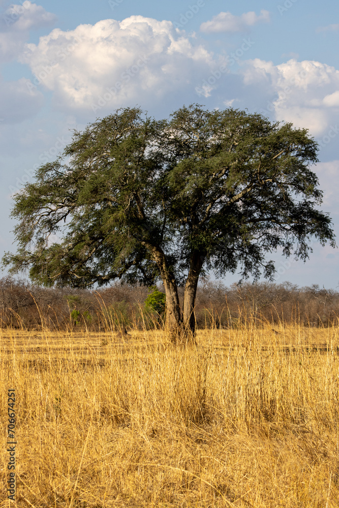 tree on the savanna