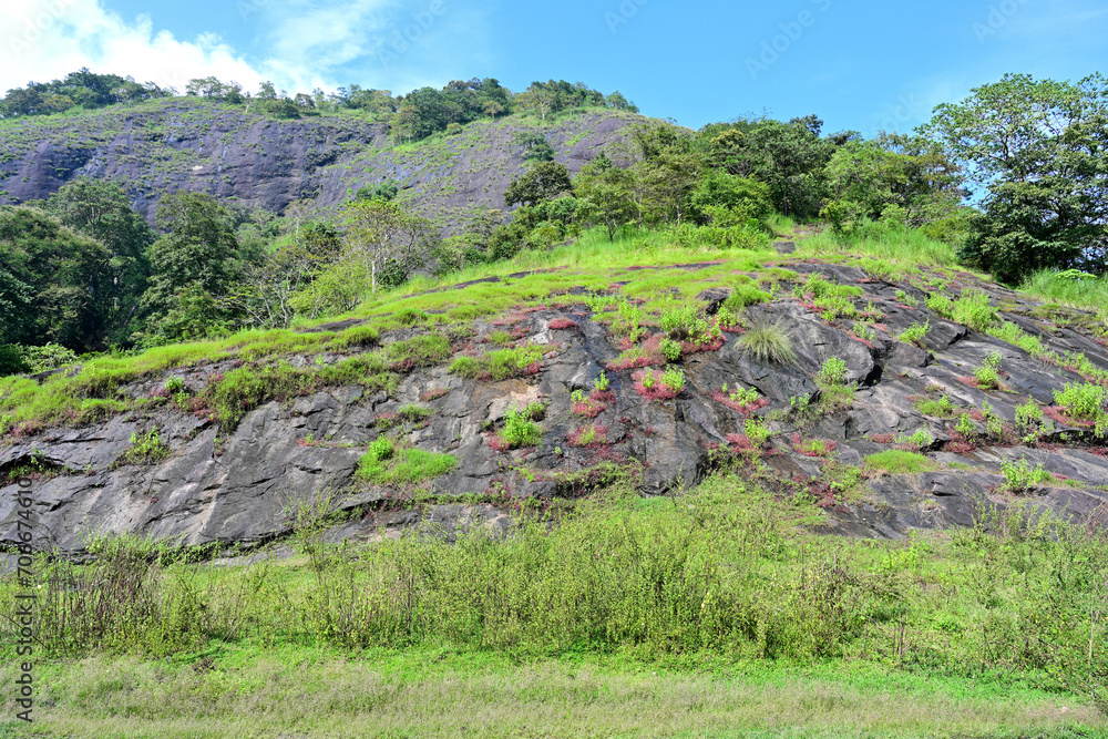 Dark pink hued plantations seen on the middle of the rock
