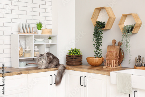 Maine Coon cat on counter i...