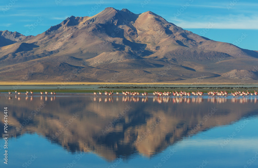 Naklejka premium Flamingo in Bolivia