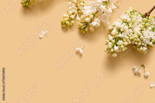 Blooming lilac flowers on beige background