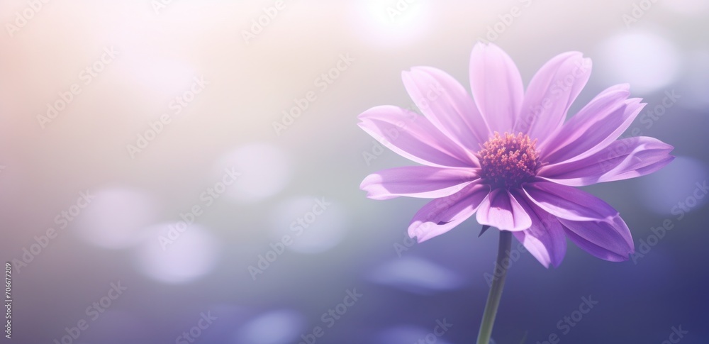 a purple flower with leaves in it is the background a purple flower with leaves in it is the background