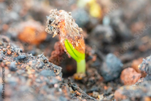 Seed of the Brazilian tree known as (Brazilwood) Paubrasilia echinata or Caesalpinia echinata, germinating in moist soil photo