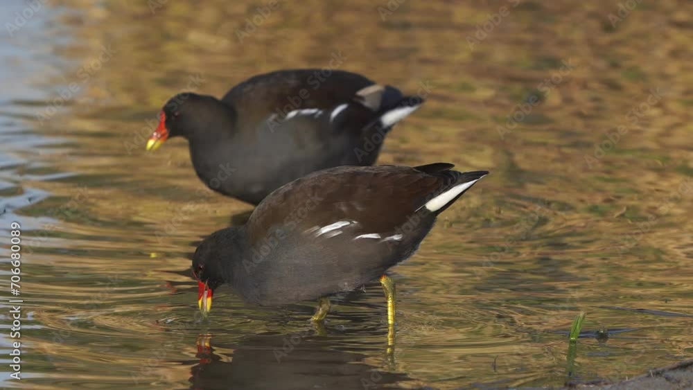 Two common moorhen (Gallinula chloropus) also known as the waterhen or swamp chicken foraging together in shallow water Two common moorhen (Gallinula chloropus) also known as the waterhen or swamp chicken foraging together in shallow water