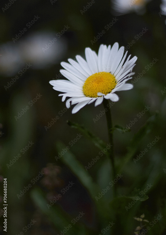 marguerite against a dark background marguerite against a dark background