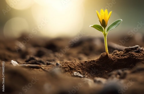 a small yellow flower that is growing in the dirt