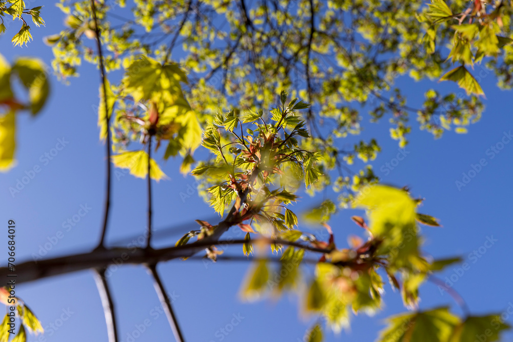 green foliage on a maple tree in spring bloom green foliage on a maple tree in spring bloom