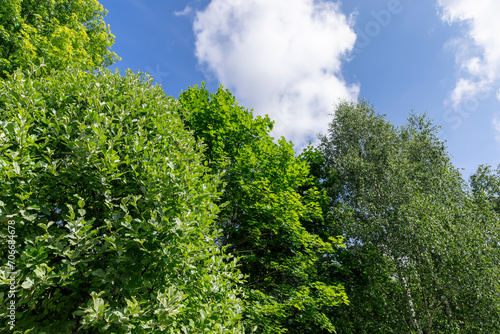 beautiful foliage of trees in a mixed forest with green foliage © rsooll