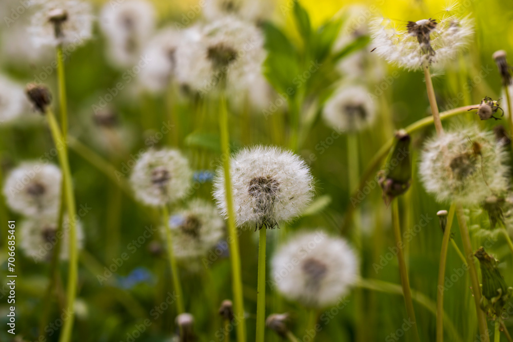 white flowers of dandelion balls in a spring field white flowers of dandelion balls in a spring field