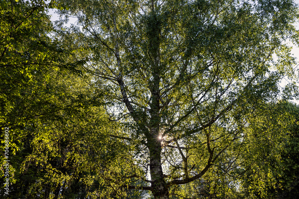 beautiful birch tree foliage is white with green foliage beautiful birch tree foliage is white with green foliage