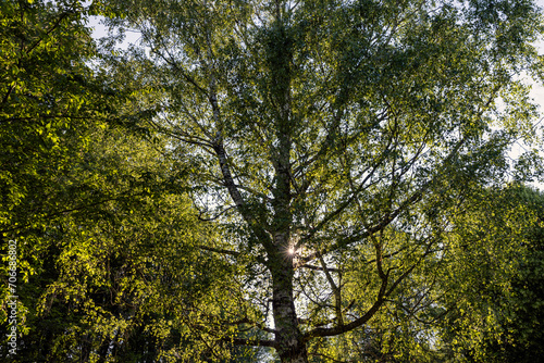 beautiful birch tree foliage is white with green foliage
