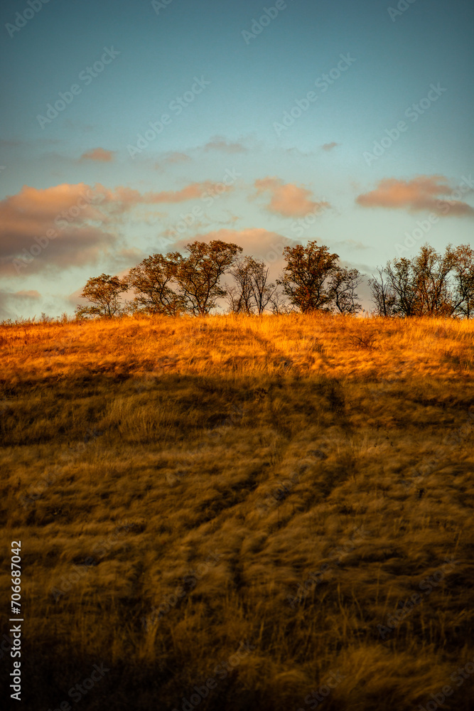 Fototapeta premium Yellow and golden colors of the autumn beauty. Sunset over the forest . Red sky and orange sun . Forest in the yellow colors. Trees covered yellow and red leafs . Field in the forest 