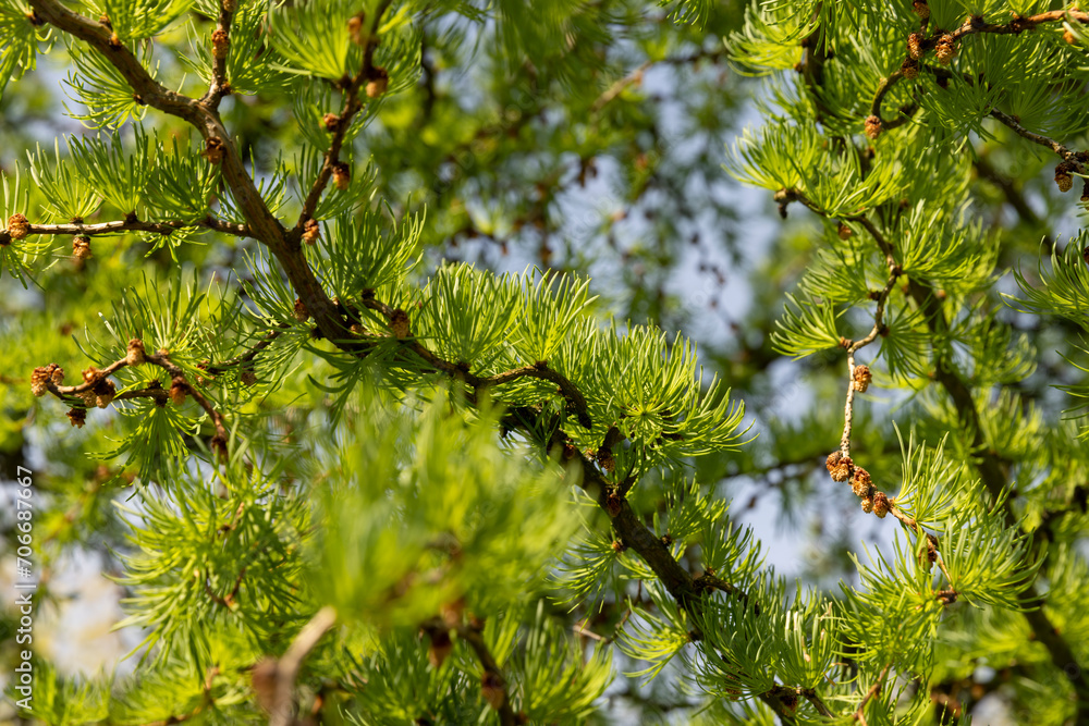soft green needles on larch in spring, close-up soft green needles on larch in spring, close-up
