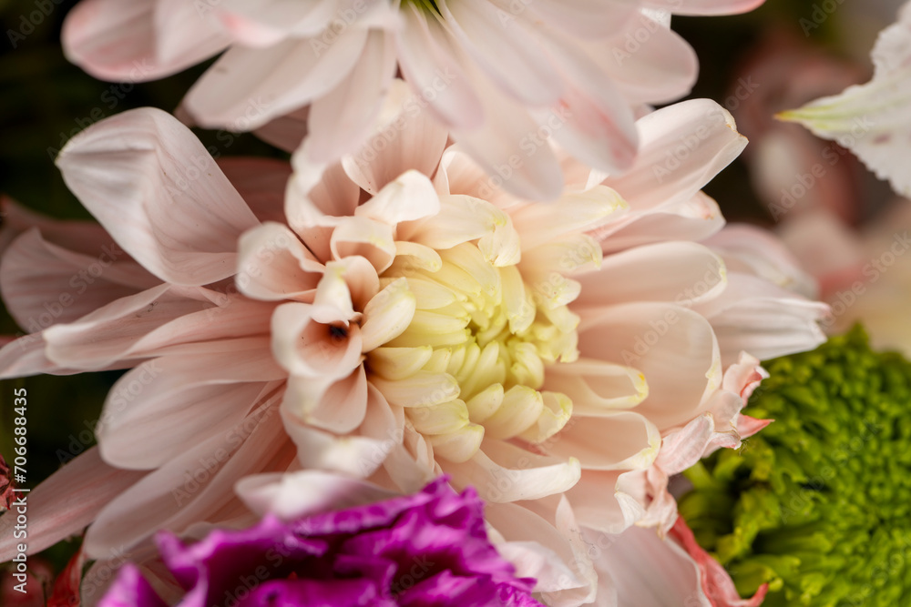 Fototapeta premium a gift bouquet of flowers for congratulations