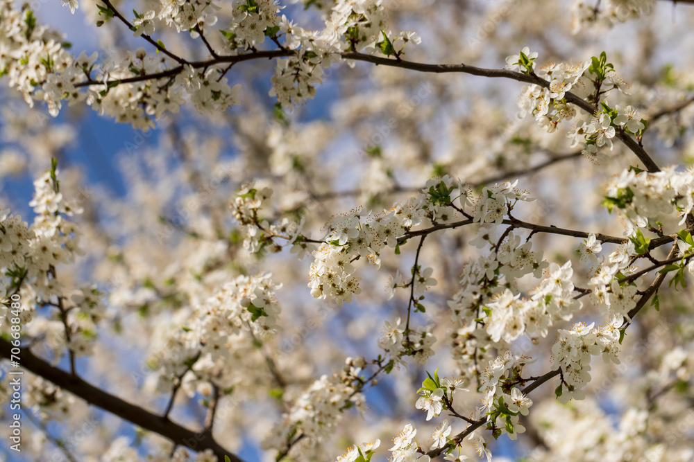 cherry in the orchard blooms with white flowers