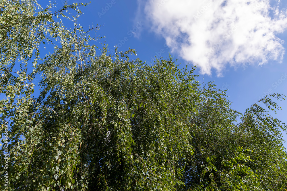 High birch tree in summer
