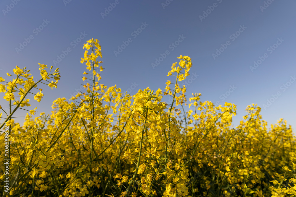 beautiful flowering field with yellow rapeseed flowers beautiful flowering field with yellow rapeseed flowers