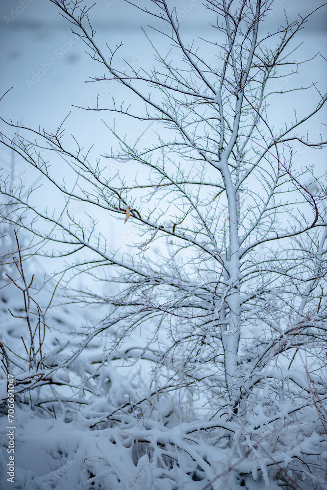 Obraz premium Winter landscape photography . Road in the forest with snow . White winter . Snow weather . Trees covered by snow 
