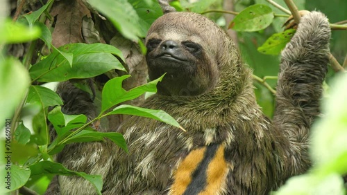 A wild Sloth feeds in the trees of the Amazon jungle. Closeup 4K portrait shot.