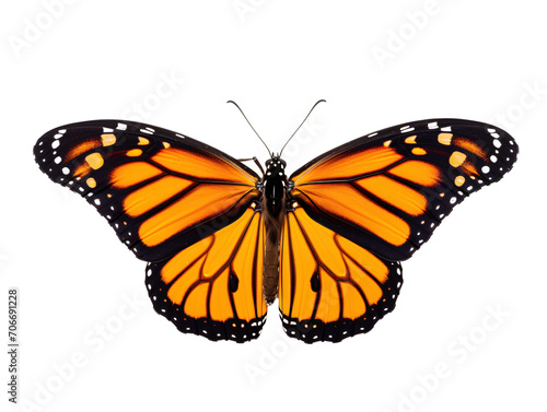 a butterfly with black and orange wings