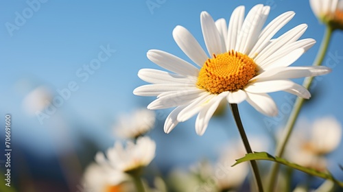 A close up of a white flower with a blue sky in the background. Spring daisy flower background. Spring daisy flower background.
