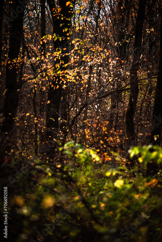 Mystery autumn forest . Forest in Yellow and red colors . Wodden forest . Sun over the forest . Daylight landscape 
