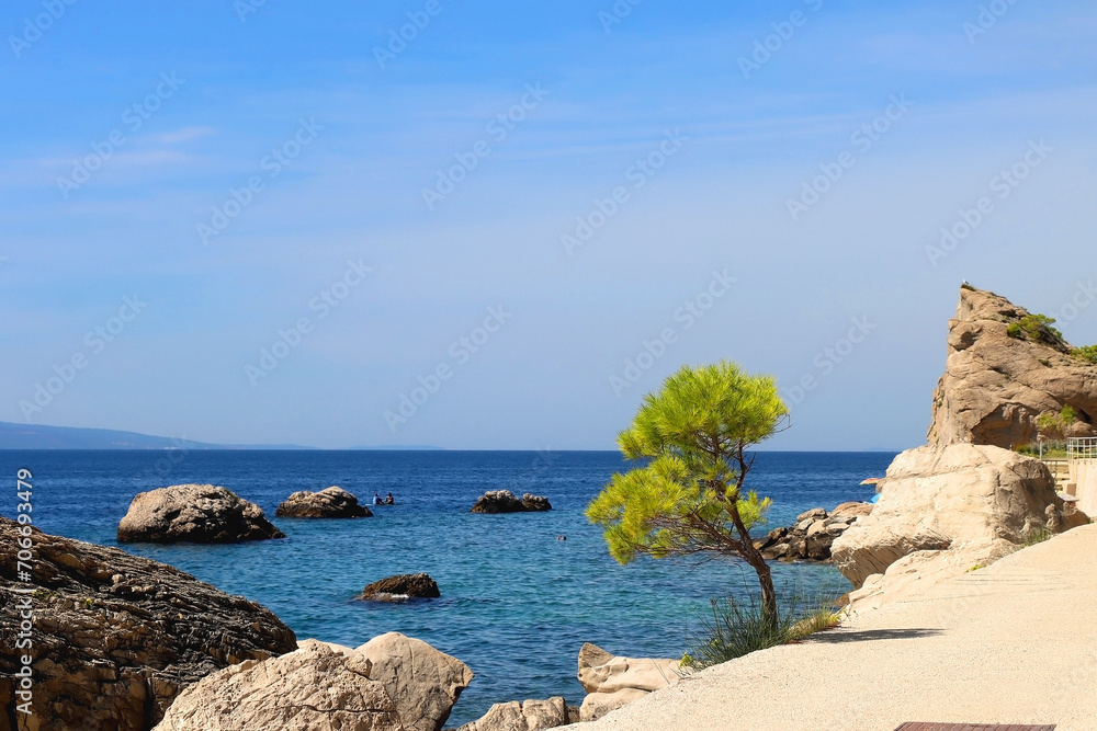 Pine tree gorwing by the sea. Beautiful beach in Brela, Croatia.