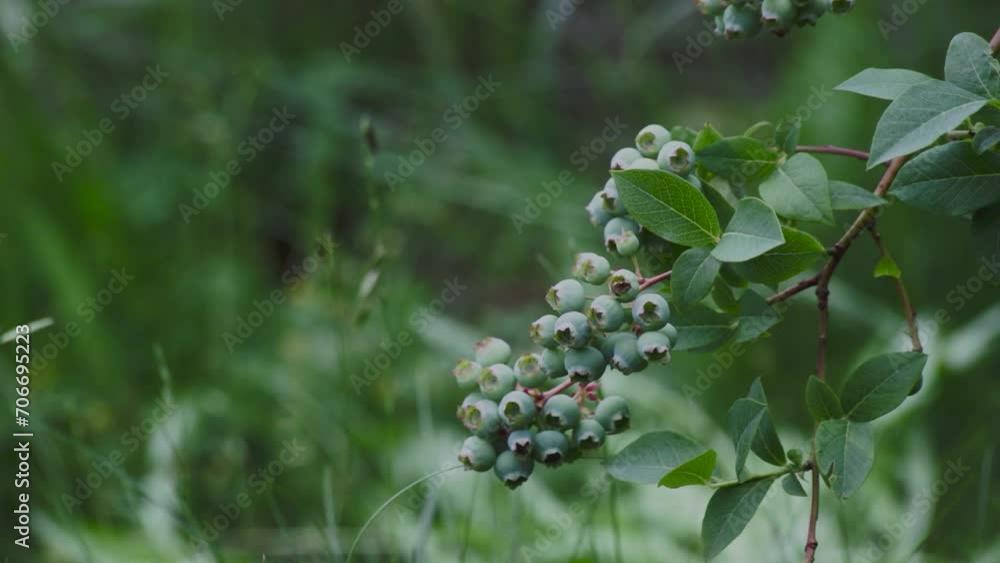 Unripe bilberry fruits in garden Unripe bilberry fruits in garden