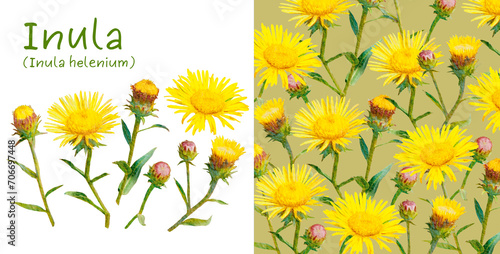 Isolated watercolor drawing wild inula flower