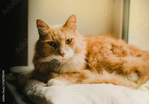 Portrait of a cute beautiful ginger cat lying on the windowsill on a pillow on a bright day. A pet.