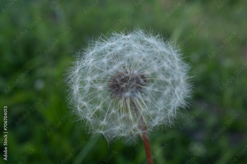 Side view a fluffy dandelion on a blurred green background for publication, poster, calendar, post, screensaver, wallpaper, postcard, banner, cover. High quality photo