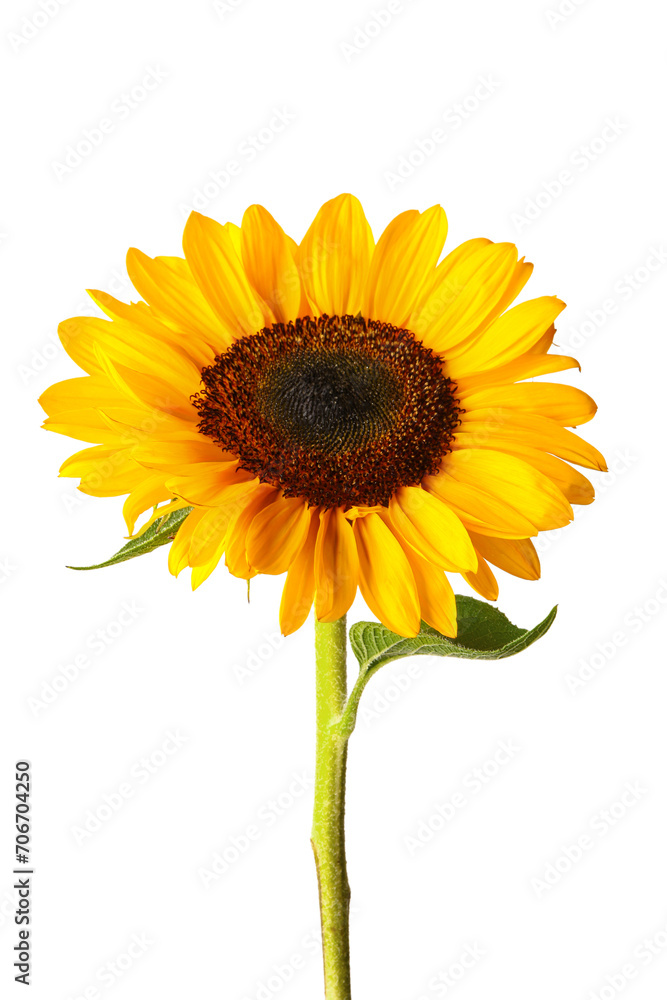 Naklejka premium Beautiful sunflower on white background
