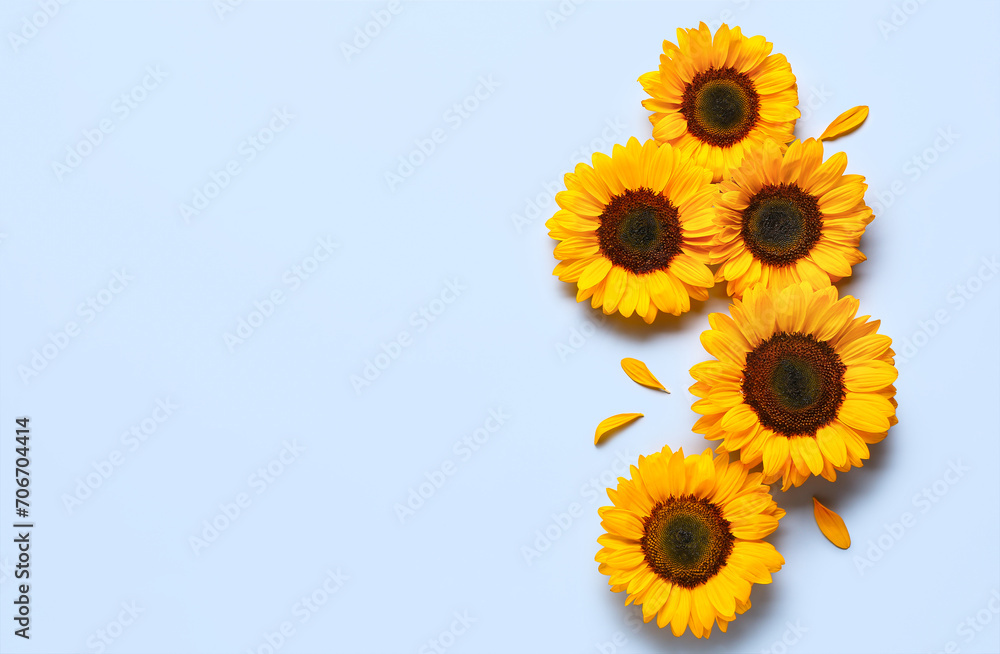 Beautiful sunflowers and petals on blue background Beautiful sunflowers and petals on blue background