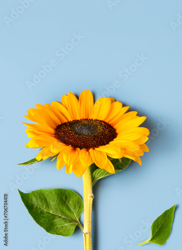 Beautiful sunflower on blue...