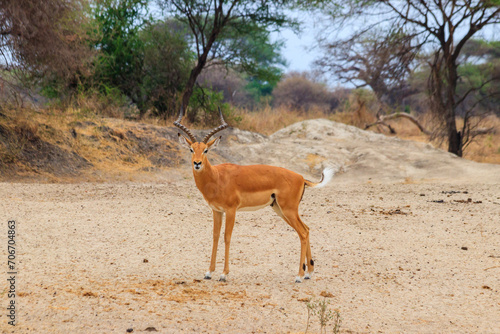 Impala (Aepyceros melampus) in Tarangire National Park, Tanzania