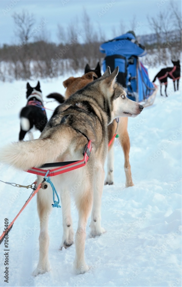 Dog-sledding activity with Alaskan Huskys in wilderness near Kiruna, Lapland, Sweden Dog-sledding activity with Alaskan Huskys in wilderness near Kiruna, Lapland, Sweden
