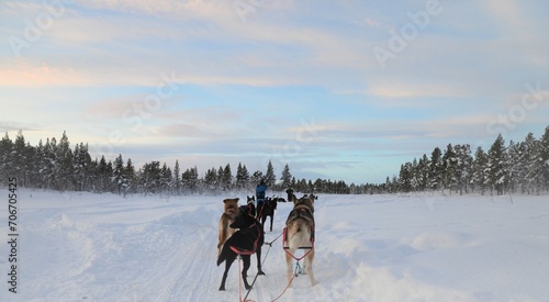 Dog-sledding activity with Alaskan Huskys in wilderness near Kiruna, Lapland, Sweden