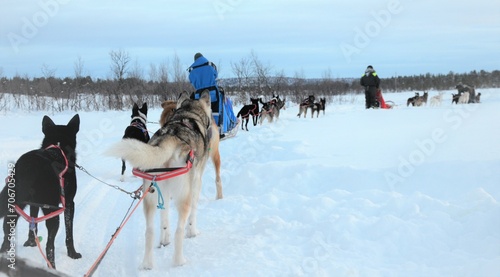 Dog-sledding activity with Alaskan Huskys in wilderness near Kiruna, Lapland, Sweden