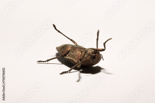 Perotis lugubris is a genus of beetles in the family Buprestidae.The insect is a parasite. photo