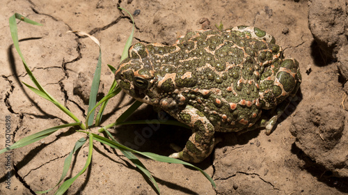 European green toad. Bufotes viridis. An amphibian sits on the ground.