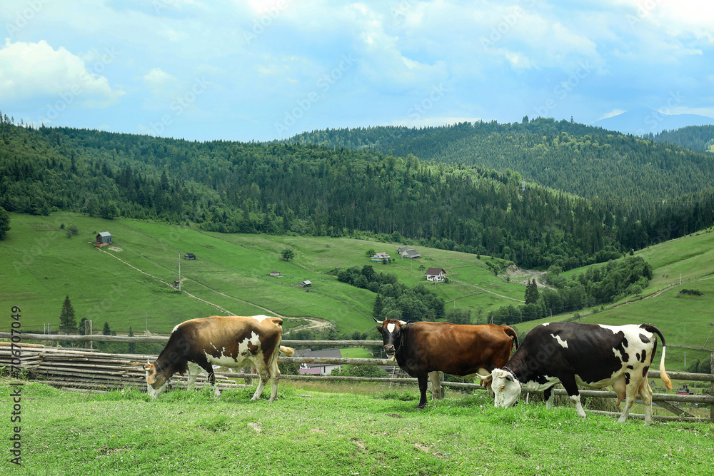 Cows grazing on mountain meadow in Carpathians, Ukraine