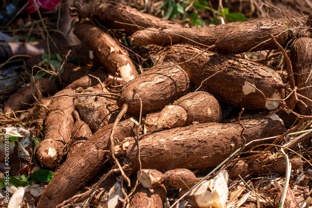 Harvested cassava at a  farm in Oyo, Nigeria on January 10, 2024. Dry season in Nigeria