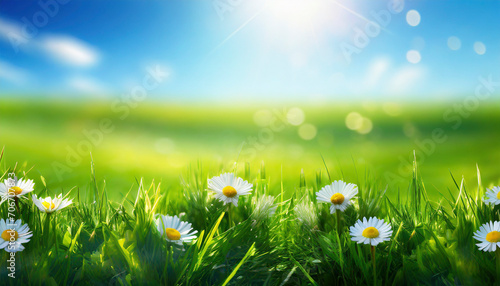 Green grass and daisies on a background of blue sky.