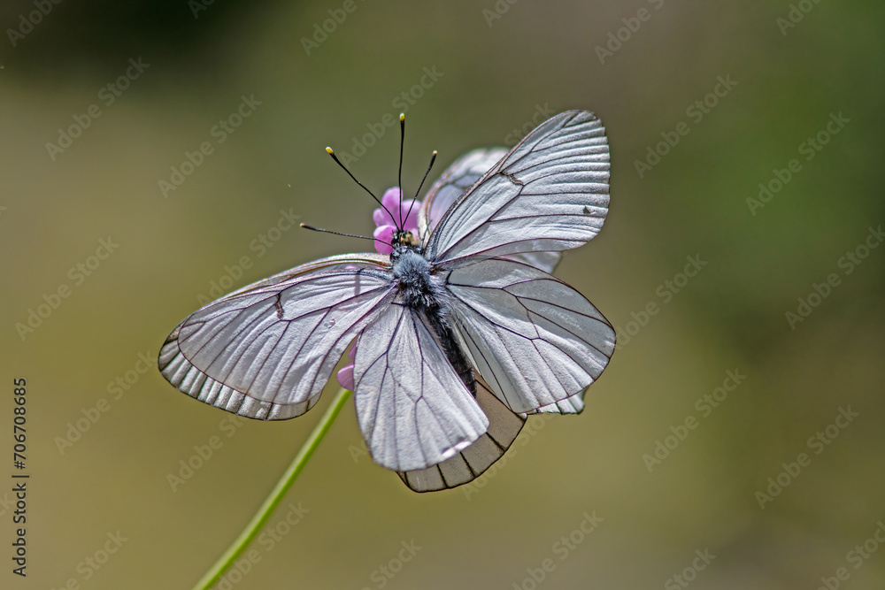 Black-veined White butterflies mating on a plant. Close-up, on the wing. (Aporia crataegi ) Black-veined White butterflies mating on a plant. Close-up, on the wing. (Aporia crataegi )