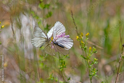 Black-veined White butterflies mating on a plant. Close-up, under the wing. (Aporia crataegi )