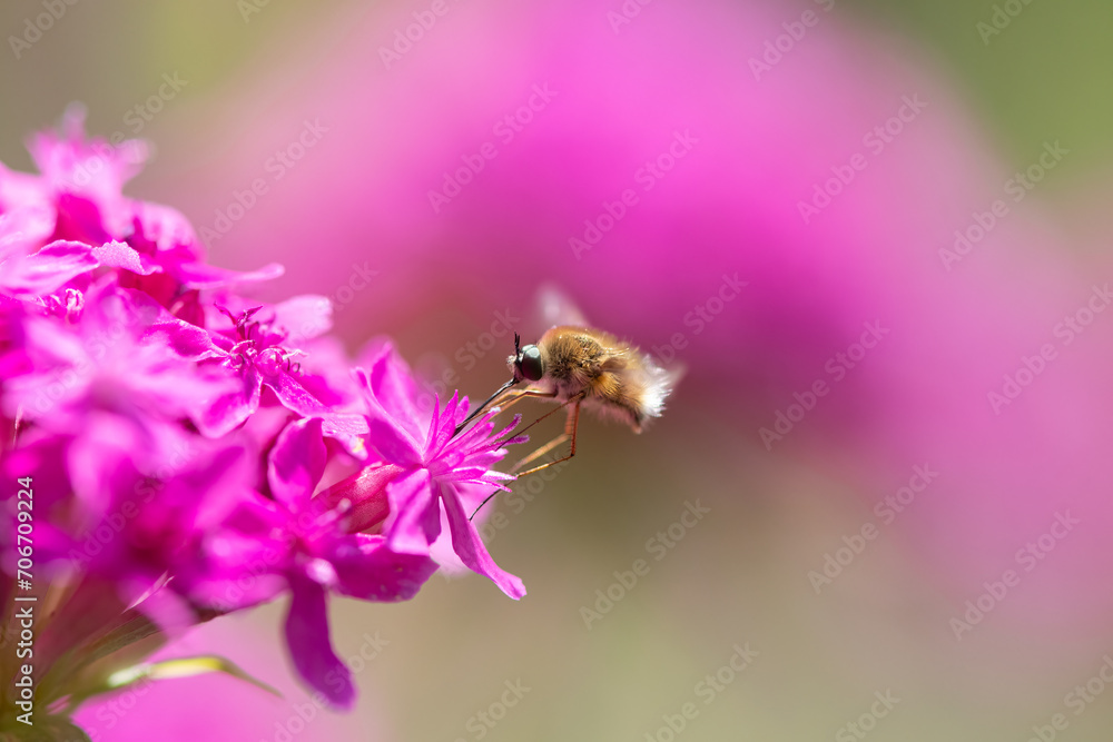 Bee fly on pink coloured flower. Close up Bee fly on pink coloured flower. Close up