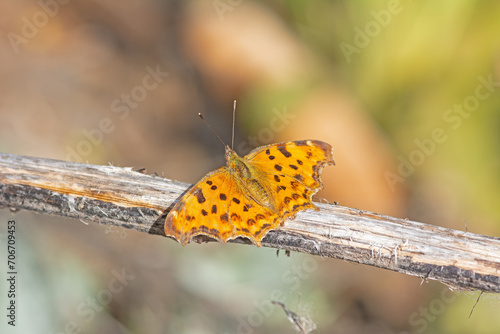 Southern Comma butterfly on a branch, close-up, on the wing. (Polygonia egea ) photo