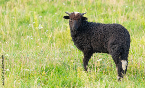cute black lamb on a meadow
