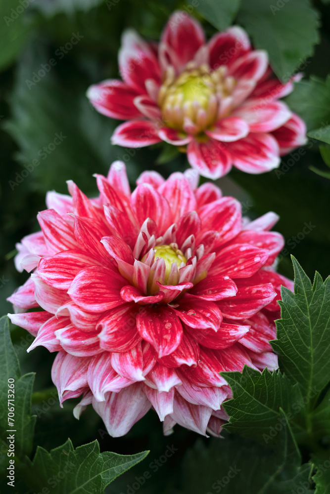 Red lovely dahlia in the summer garden. Gardening, landscaping, perennial flowers. Dahlia big flowers. Flower closeup. Beautiful red chrysanthemum flowers. Summer blossom. Valentine's day Red lovely dahlia in the summer garden. Gardening, landscaping, perennial flowers. Dahlia big flowers. Flower closeup. Beautiful red chrysanthemum flowers. Summer blossom. Valentine's day