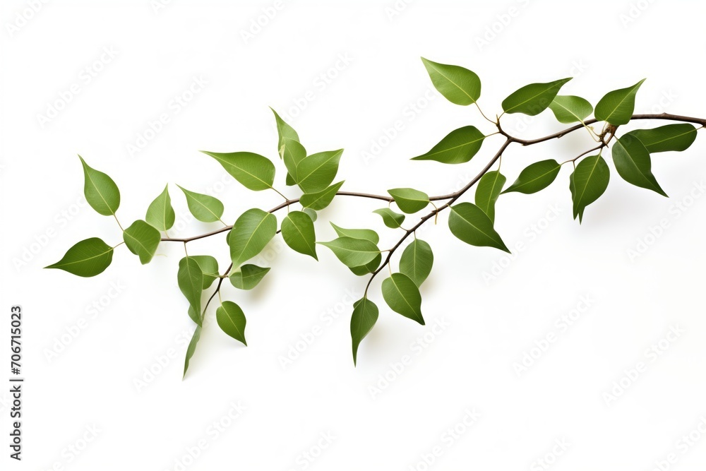 Isolated Green Leaves on Branch: White Background for Clean and Fresh Nature Aesthetics Isolated Green Leaves on Branch: White Background for Clean and Fresh Nature Aesthetics